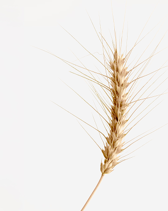 Wheat CFDs