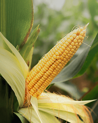 Commodity CFDs